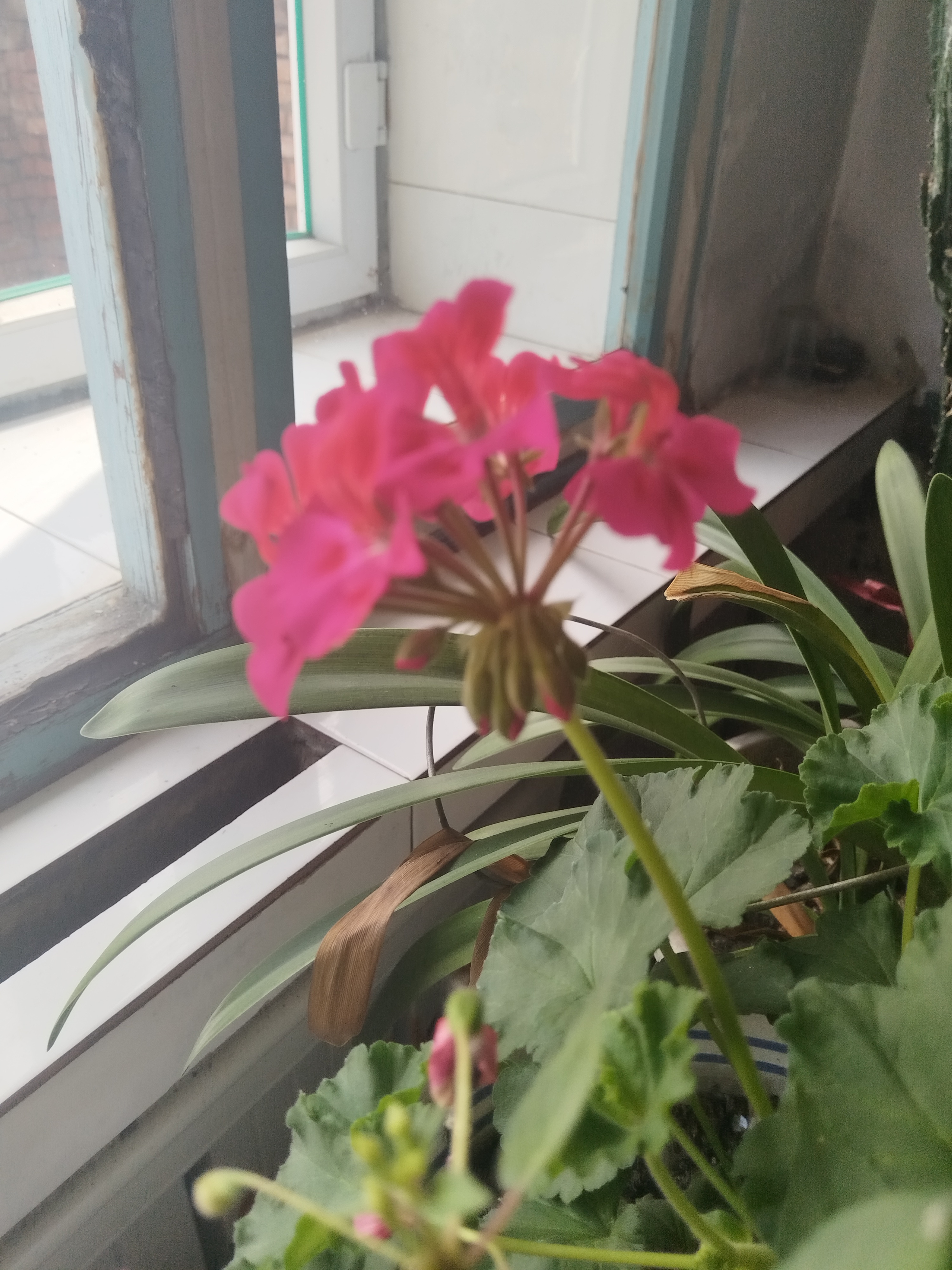今天又回老婆婆家了。明天下午回去。婆婆养的花也和我差不多。都养的不咋好