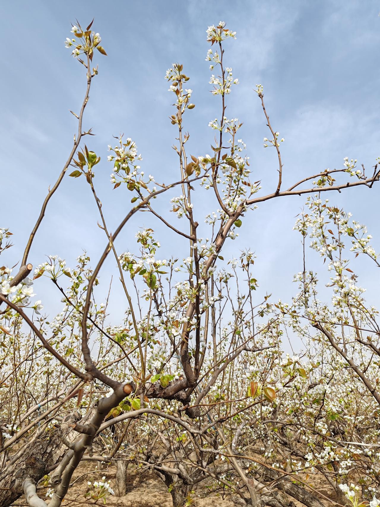 “山中易见千年树，人间难寻万载人”，这短短两句，道尽了岁月与人生的深刻哲理。
在