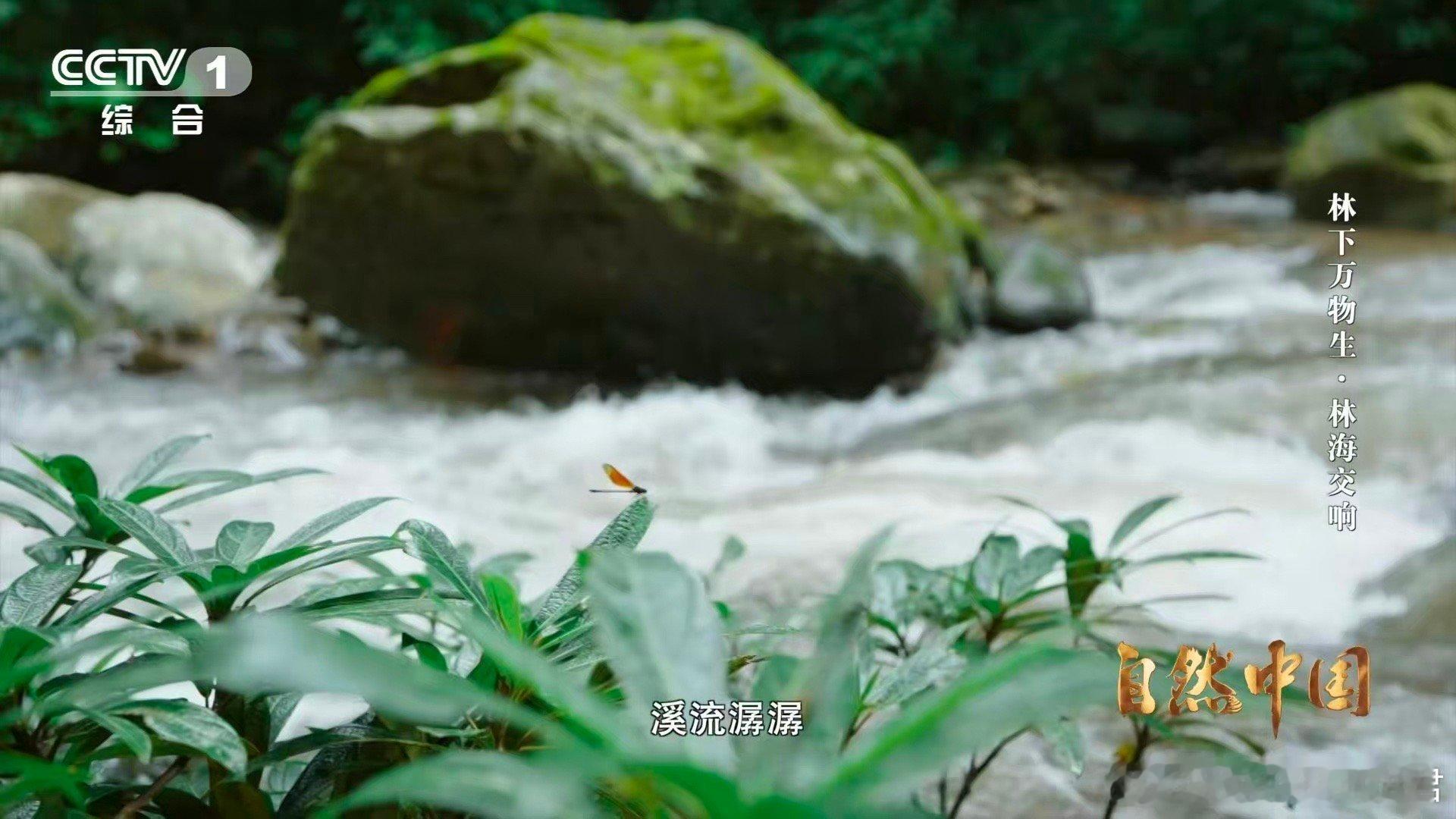 亚洲象头顶有两个聪明包云南可以在桥上看大象 亚洲象的“聪明包”其实是头顶的智慧瘤