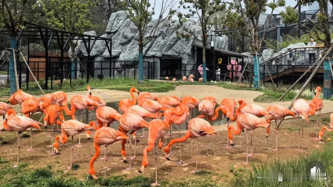 宝宝的外公外婆来武汉，太想念他们了，亲人的到来，让家里多了几分热闹，宝宝都变得格