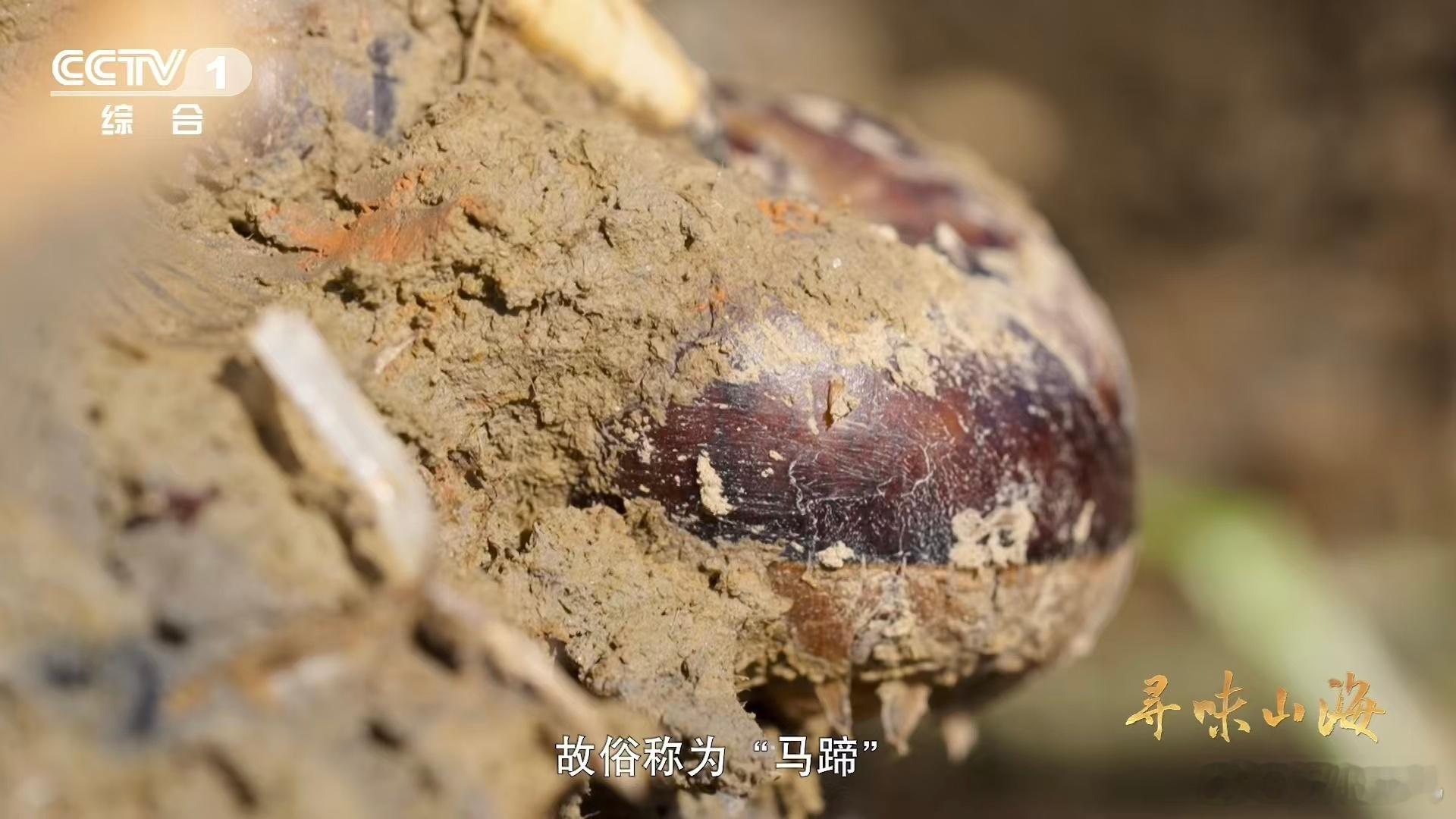 第一次见到一棵完整的荸荠现挖的荸荠真的太绝了，洗净之后削皮直接咬上一口，那种脆甜