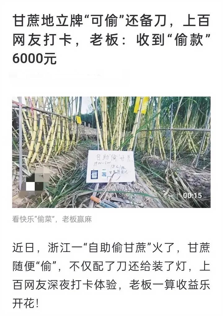 浙江甘蔗地老板奇思妙想，赢麻了，让有心人去随便地里“偷”甘蔗，他是放心的，就怕有