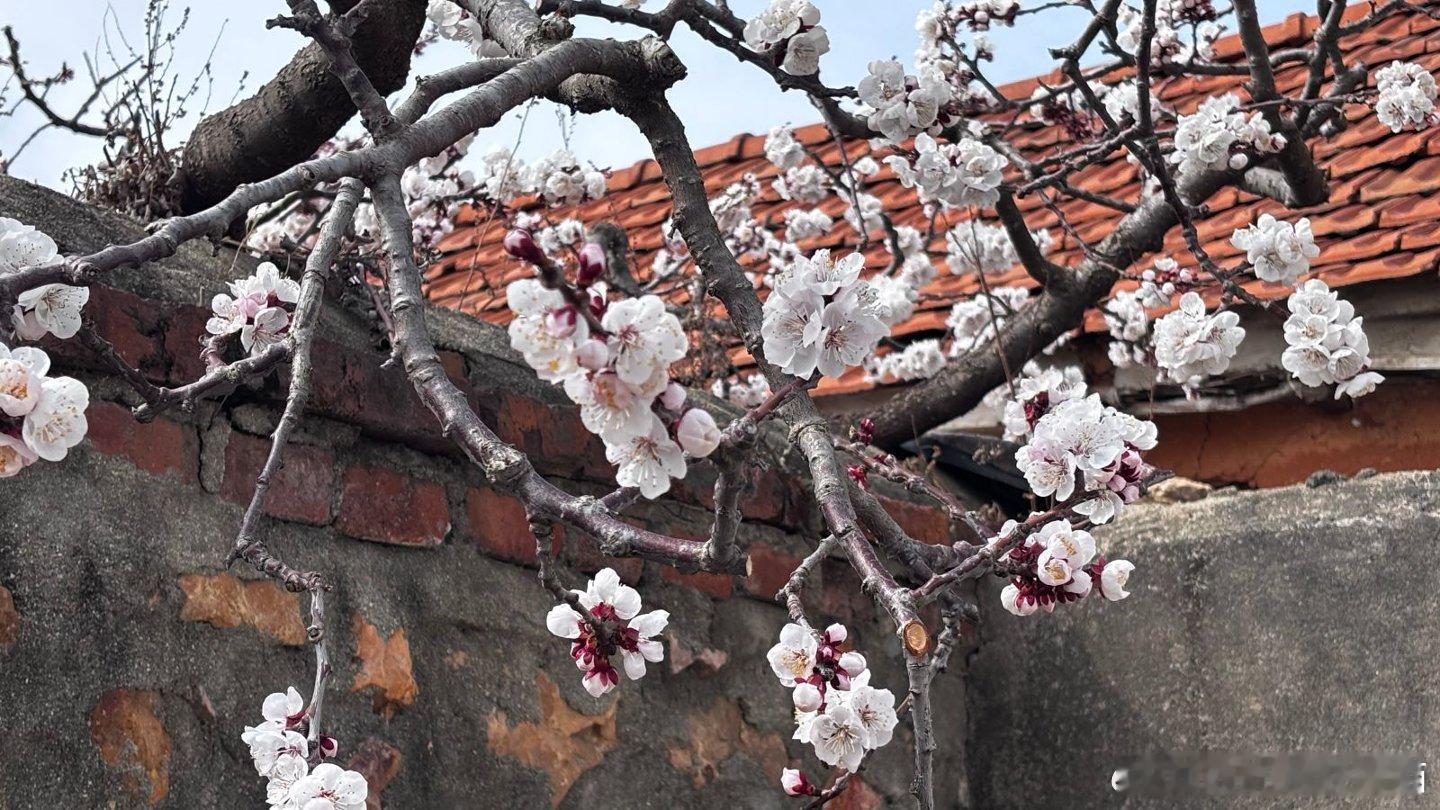 现在去大孤山，有点像赶上一个“刚刚开始”的时刻。山脚杏梅已经挂出来了，古街那一带