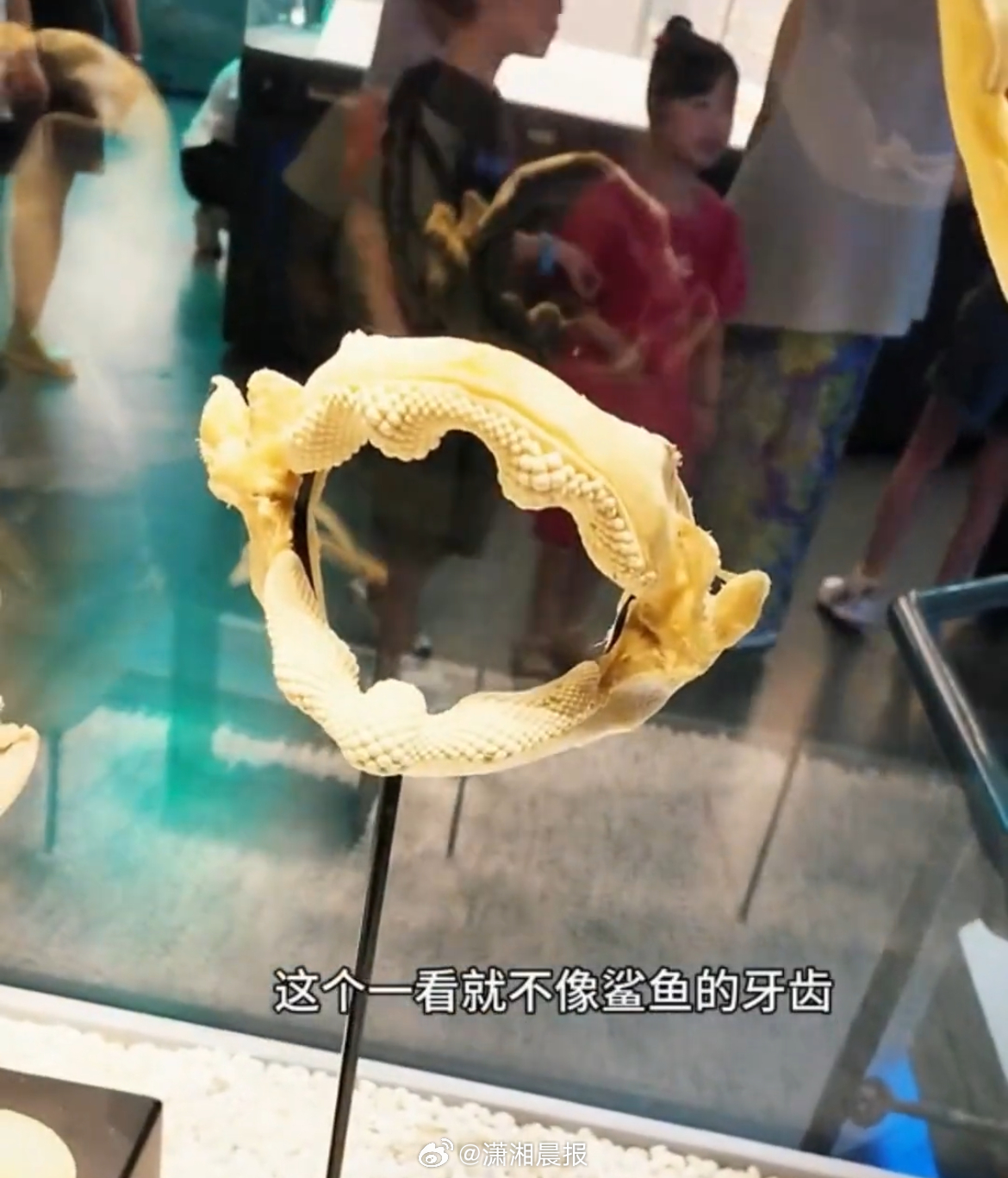 【#小孩姐指出博物馆标识错误大方沟通#】#发现博物馆错误小孩曾指出诗句错误#20