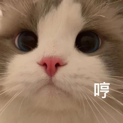 窝要回家 本来今天就能走的
