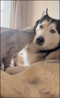 在狗狗身上撒娇的猫咪 