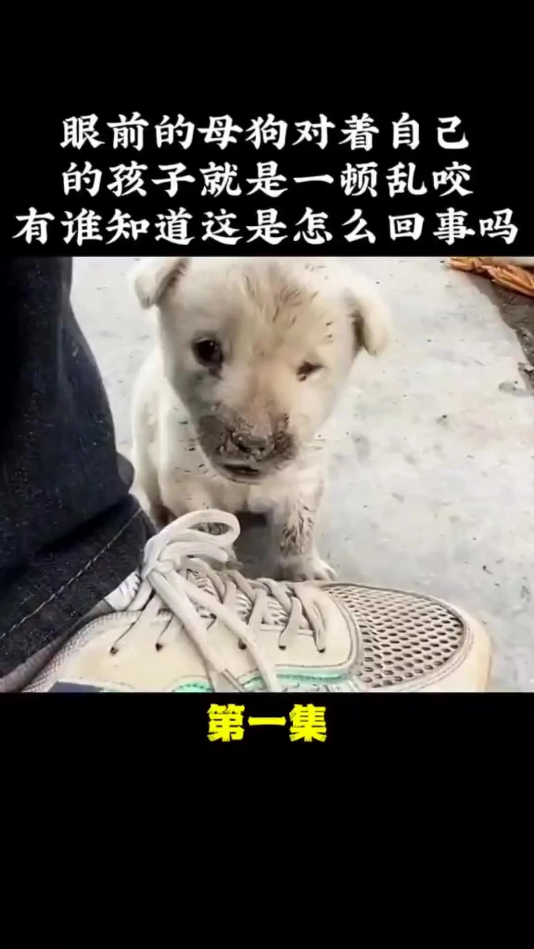 动物世界 动物解说 动物的迷惑行为 万物皆有灵性