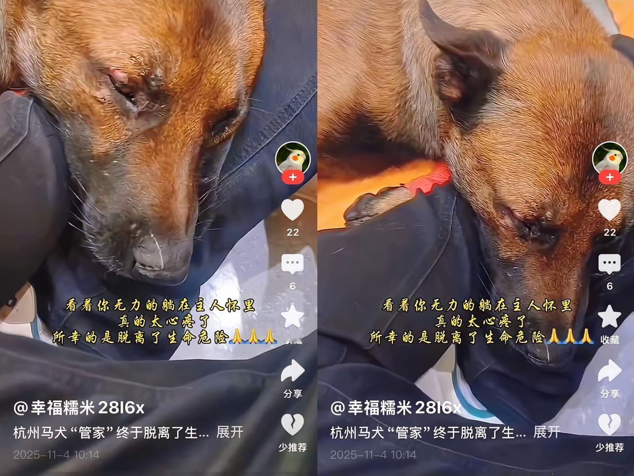 被打马犬后续：
坚强的马犬，今天终于脱离了生命危险，真为它高兴。
 
拴着绳等主