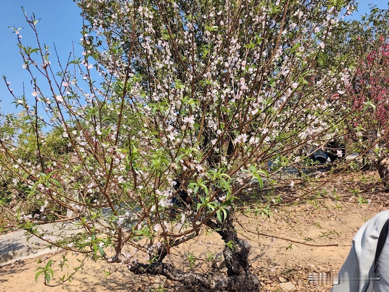 初二去了水濂山桃红岛，首次看到漫山遍野的桃花，心里好高兴，因为我看到了三个颜色的
