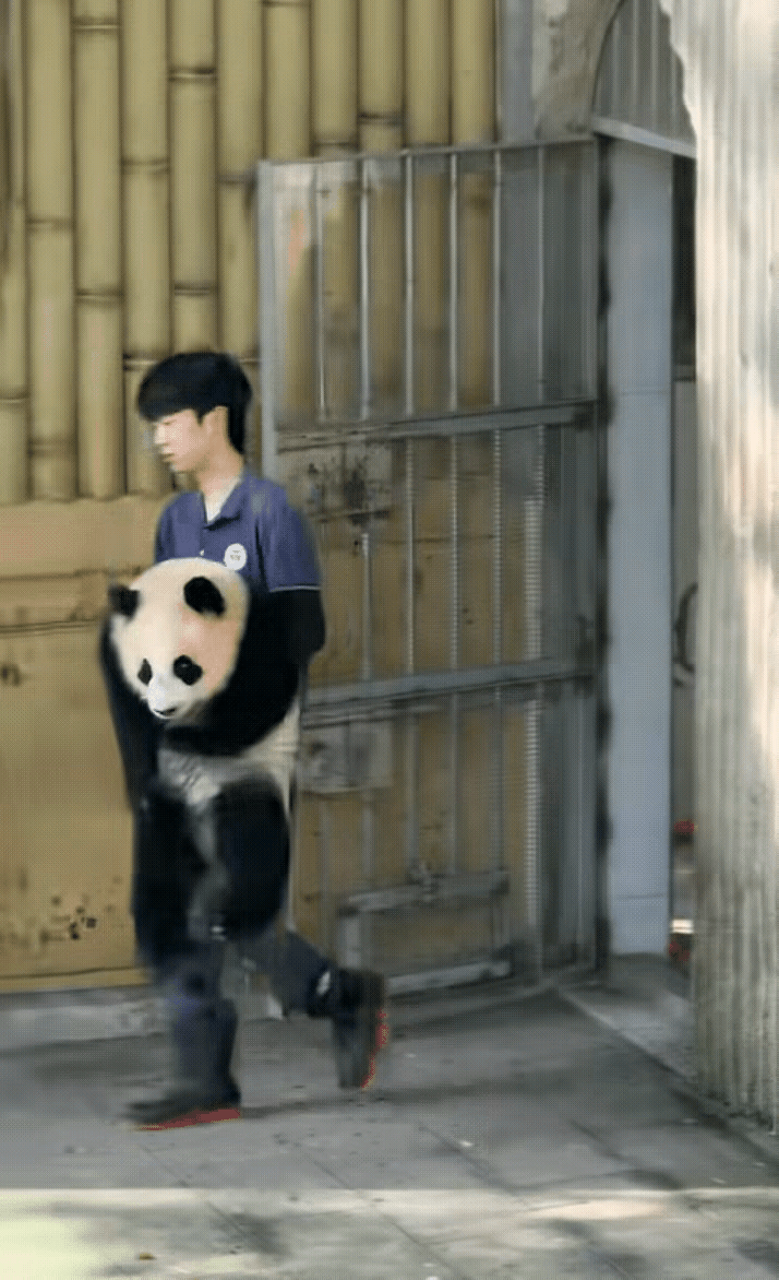 小月亮是不是快上北京了？她能不能打破奇三妹姐姐周岁首重的纪录？我怎么感觉苗苗奶哥