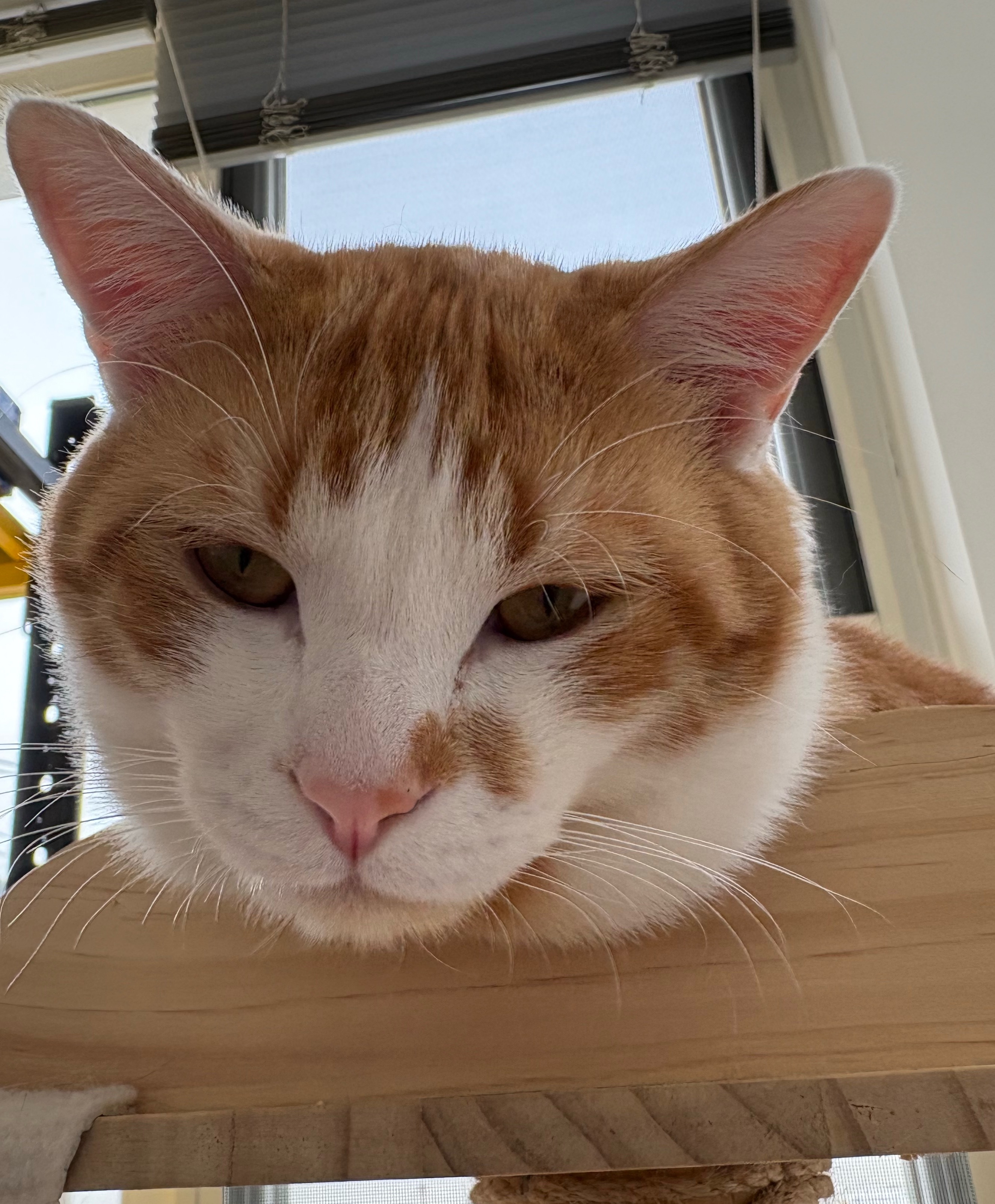 我的花园我的猫 图一是三花玳瑁招财姐，图二是三彩，两猫放一起，就是“浓墨和淡彩”