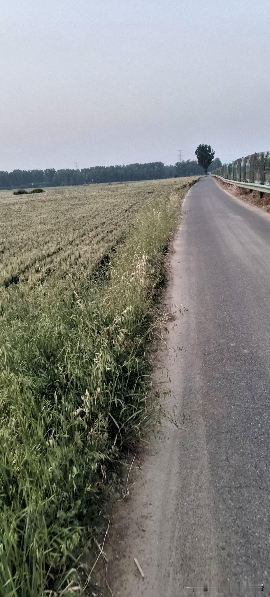 走在乡间这条小路上，满眼都是治愈的绿意🌾
一望无际的麦田迎着风轻轻晃动，路边野