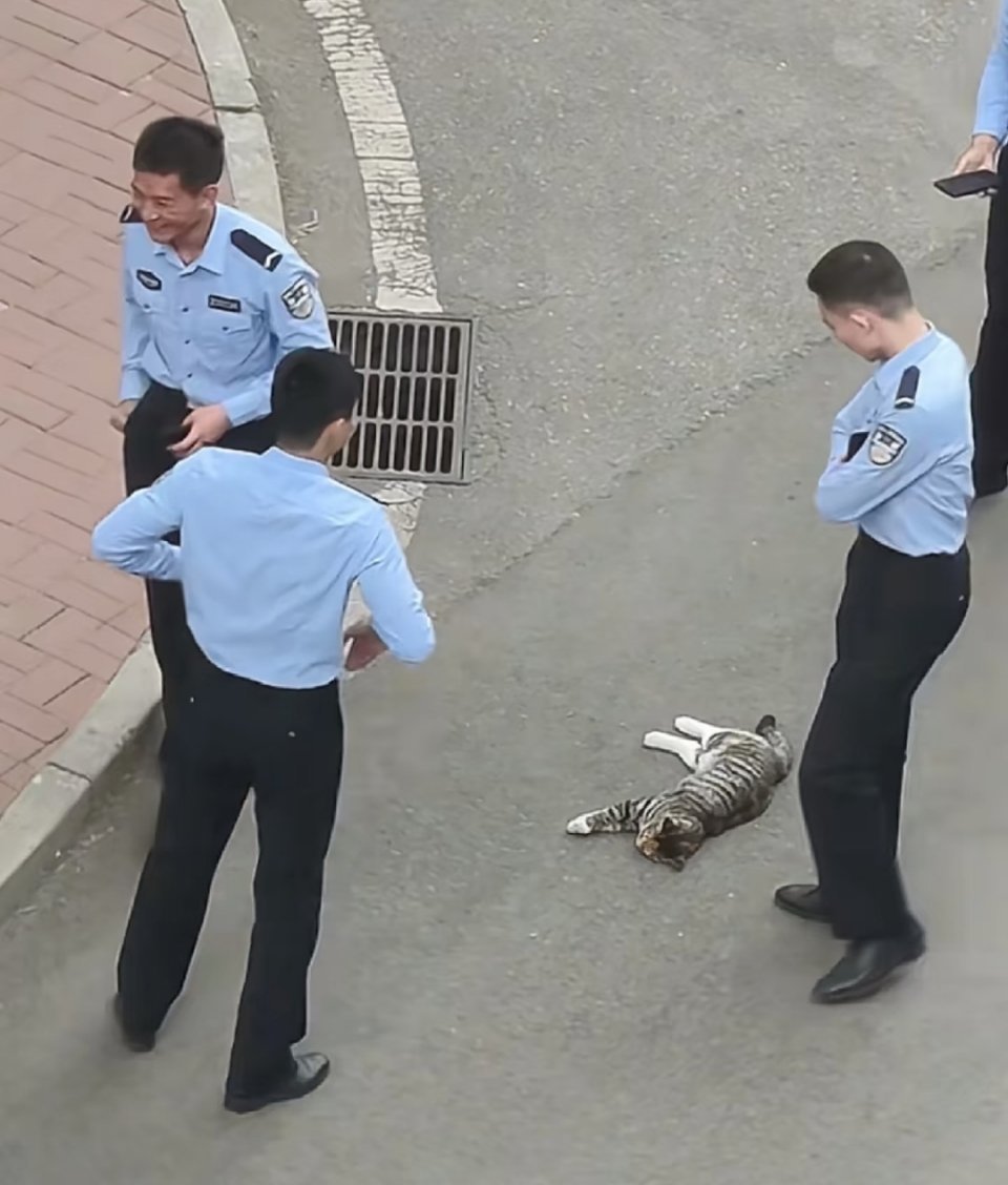 这猫犯什么事儿了吗？被三个叔叔包围调查 