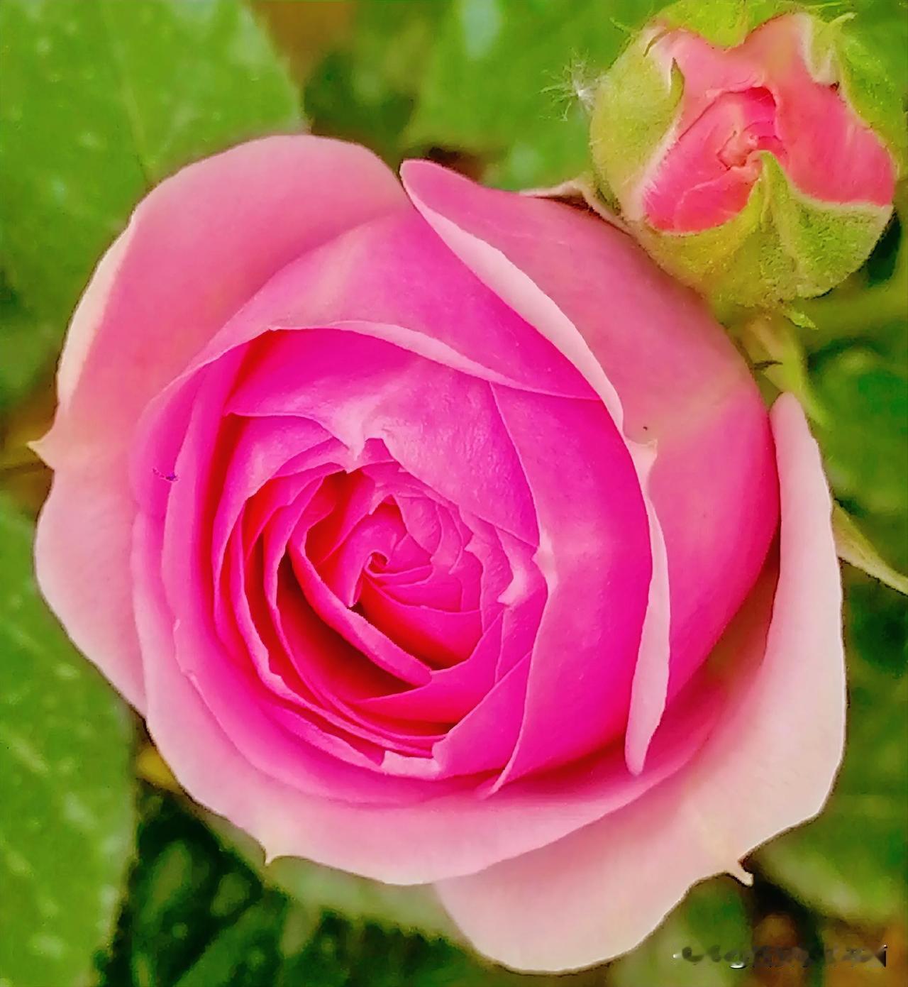 《盛开的月季和花蕾（李林4月27日摄于汉中城固）》