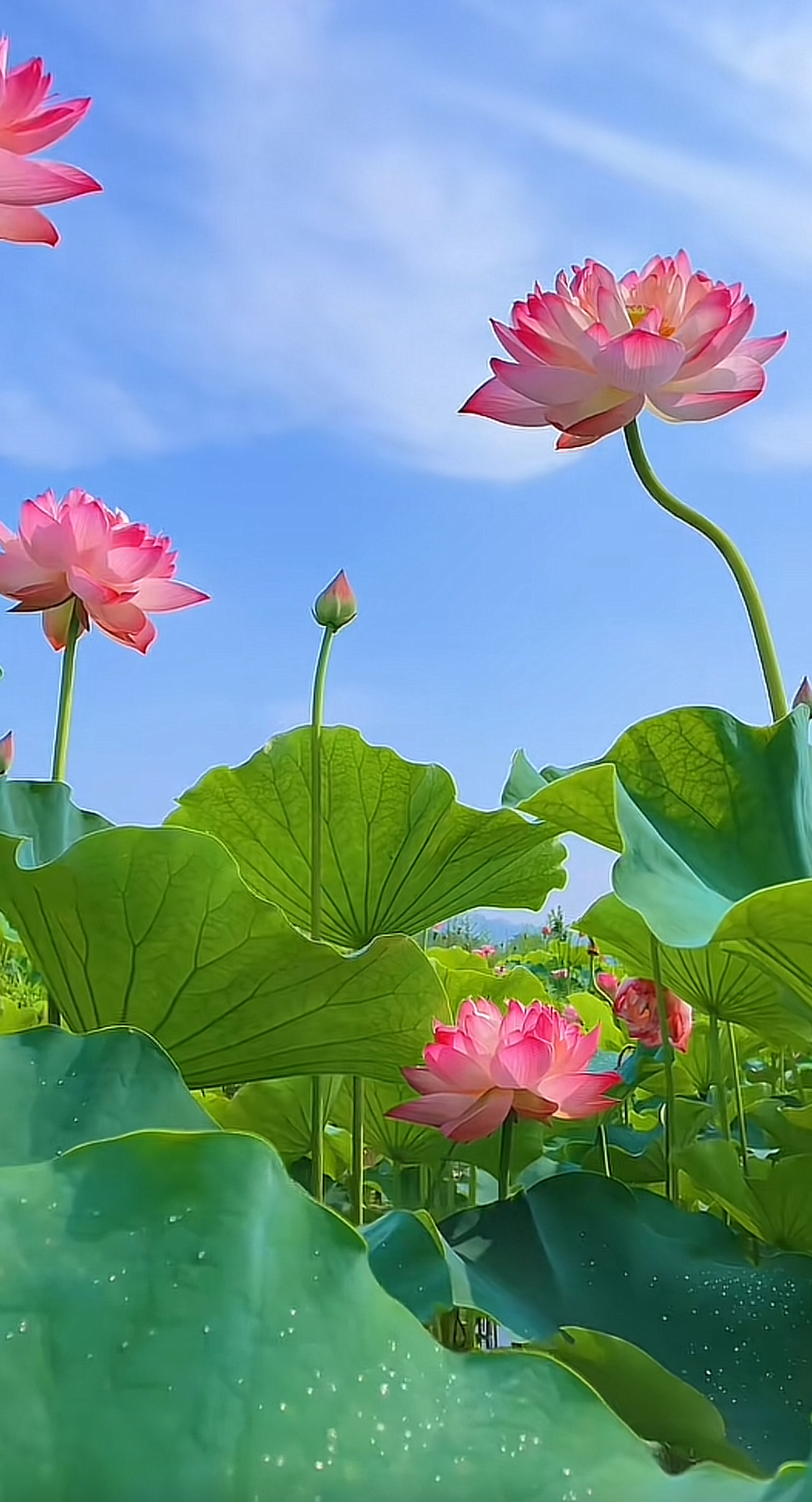这一辈子的阅历，从那些风霜中获得启迪，在那些困顿中成就突围。早安。早安,新的一天