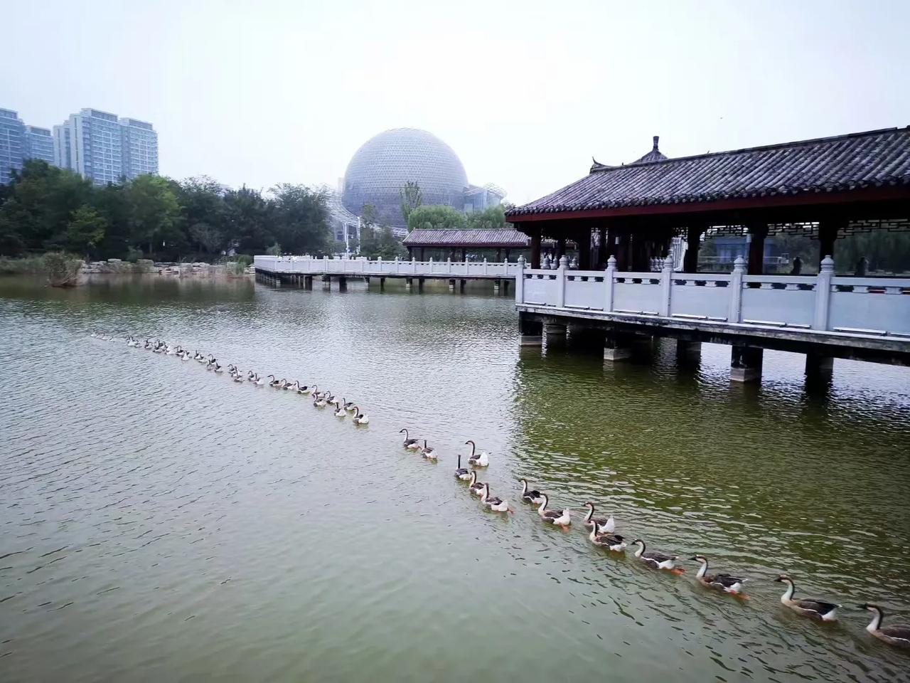 太美了。
   早上散步，周围的风景如画，微风习习，温度适宜。
   在包河边，