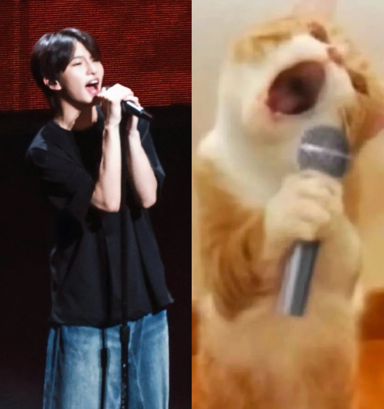 😺 