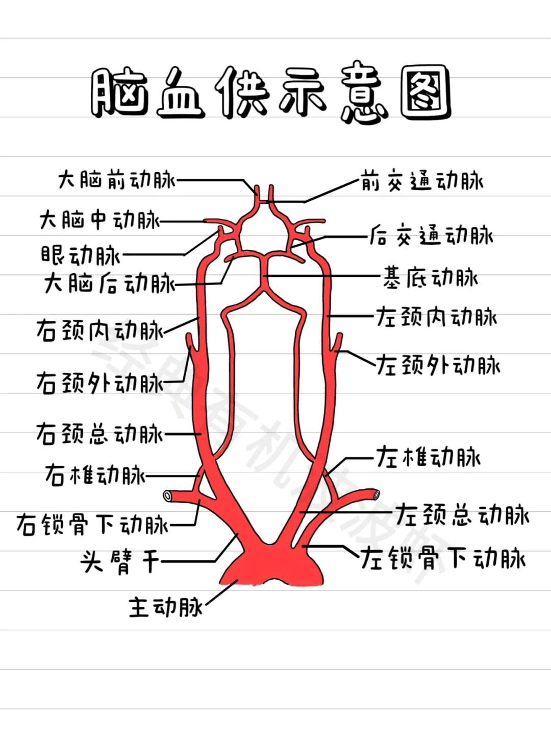 🧠大脑血供示意图