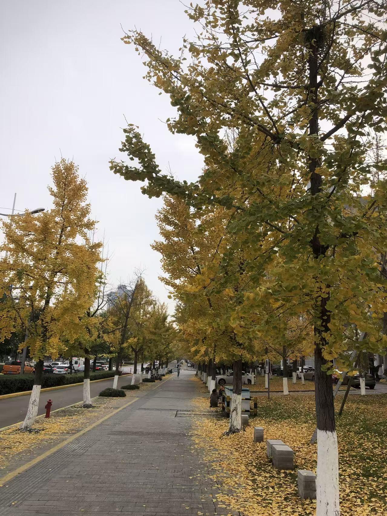 满城尽披黄金甲！这份限定的浪漫着实增添了秋的气息。

秋风一吹，整座城市便被银杏