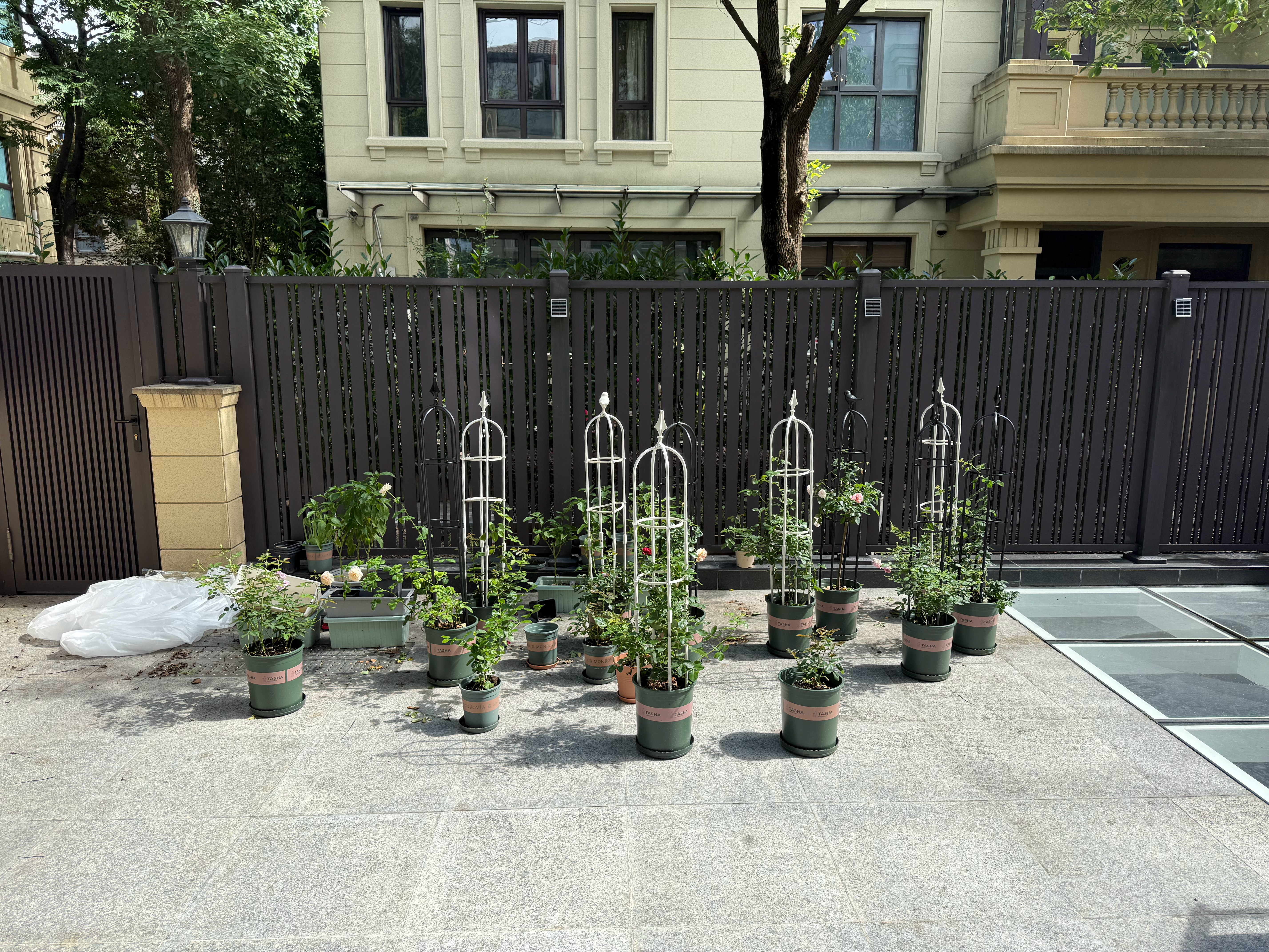 我可怜的花花们，一个梅雨季全没了