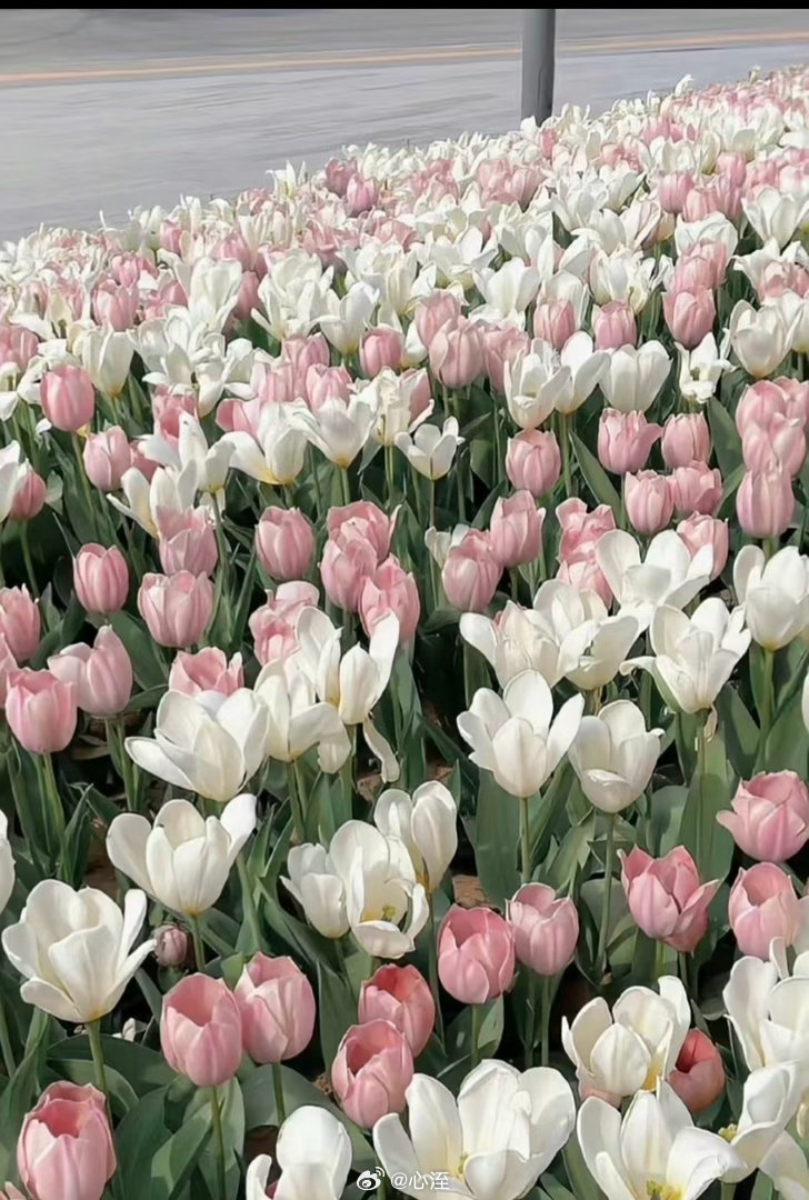 种植郁金香的方法：1、土壤选择持水性和通透性强的土壤，以利于后期根系和种球的健壮