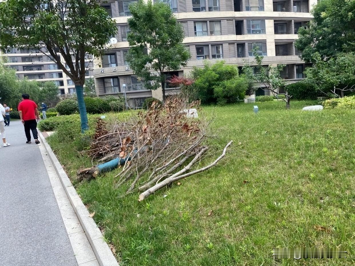 我成了小区里第一个拒交物业费的人。很多人背地里议论我抠门，但只有我自己清楚，这不