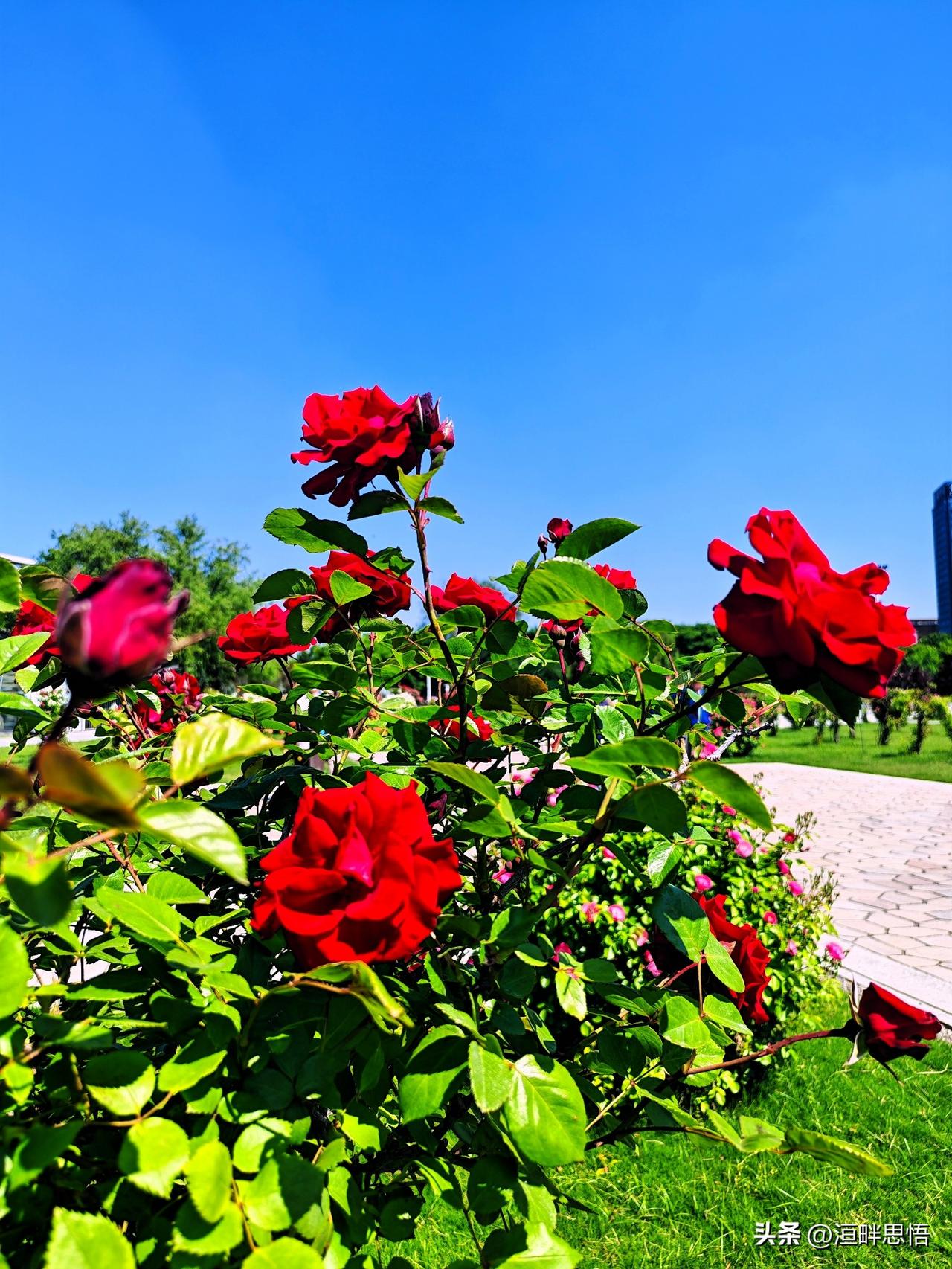阳光下的红月季，绽放出无限生机与美丽！🌹🌞