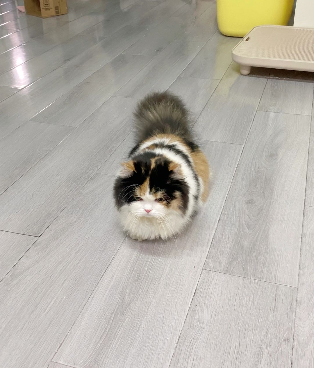 说她是猫猫虫她不开心了