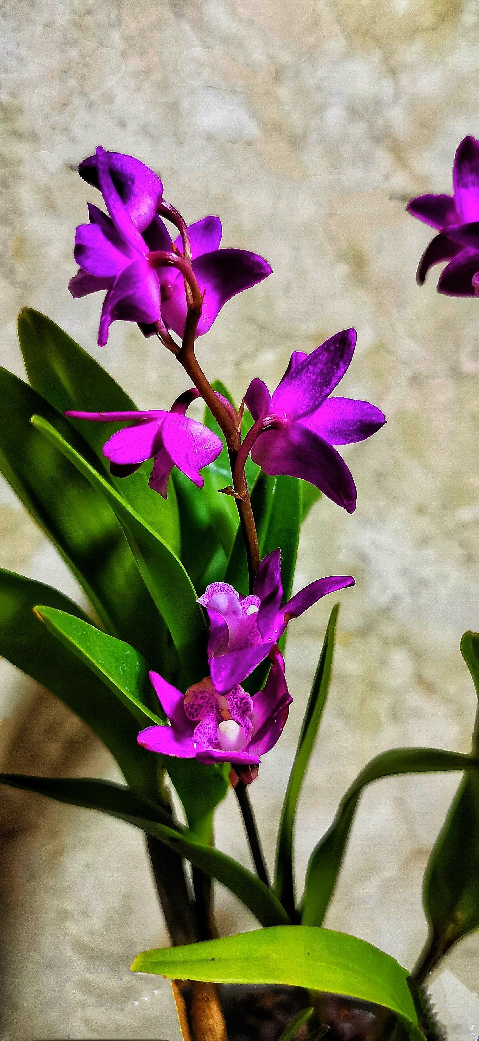 自养：香水紫红石斛兰花 ​​​