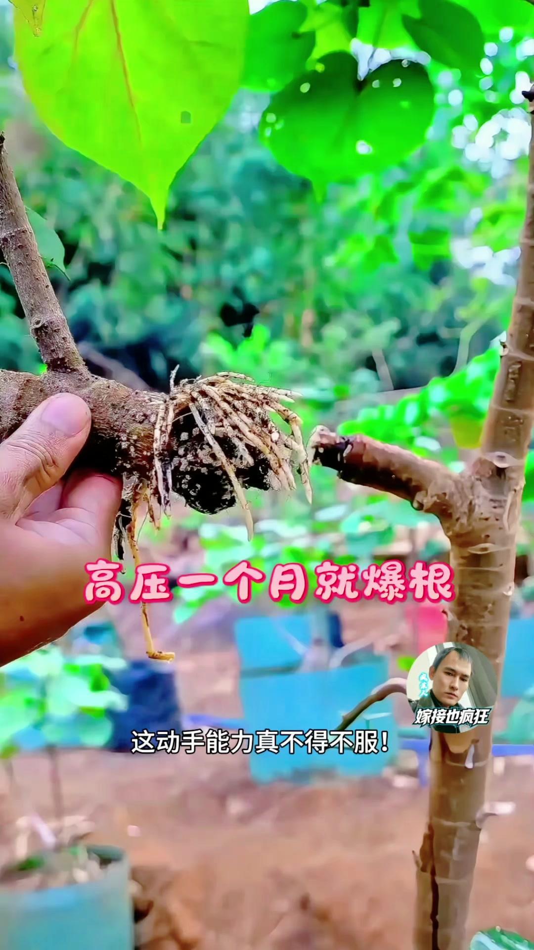 一个月养出植物大白根。🌿去老战友的基地串门，见识到超实用的植物高压繁...