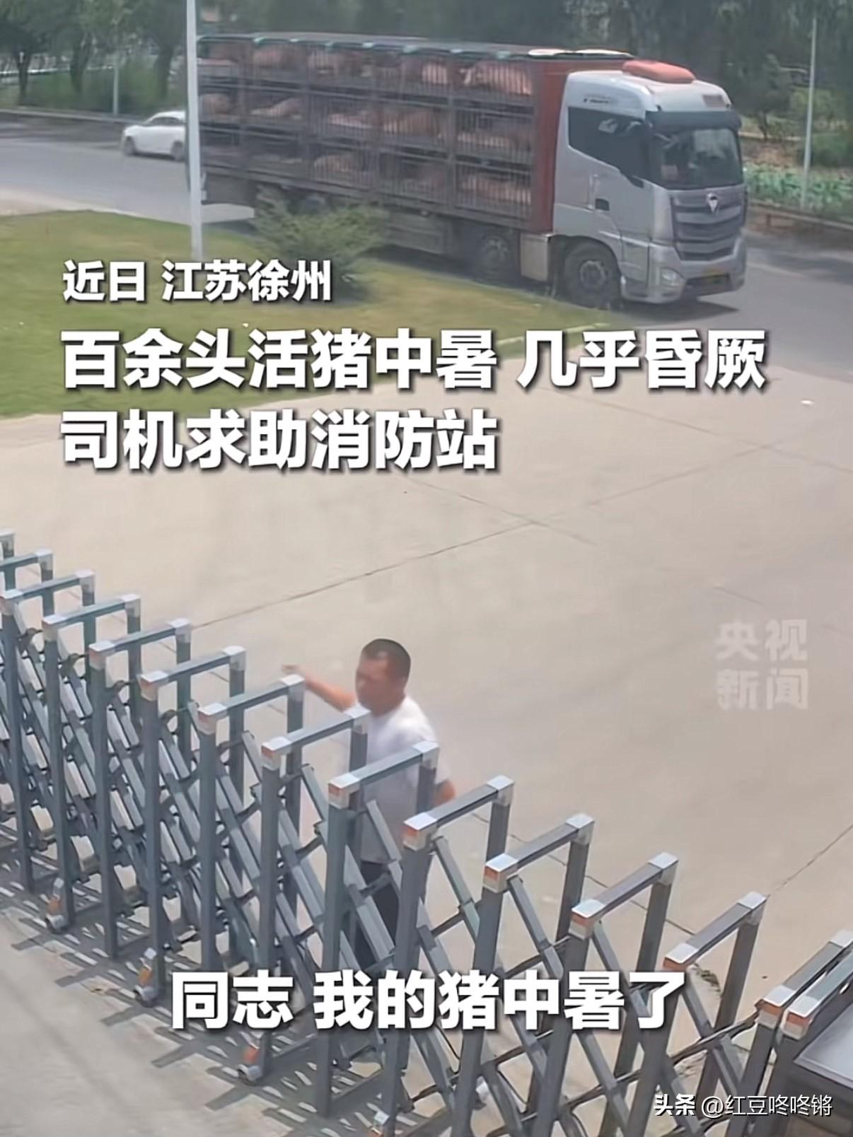 江苏徐州，司机大哥慌慌张张地跑向消防站，大声求助：“我的猪中暑了，同志！”

近