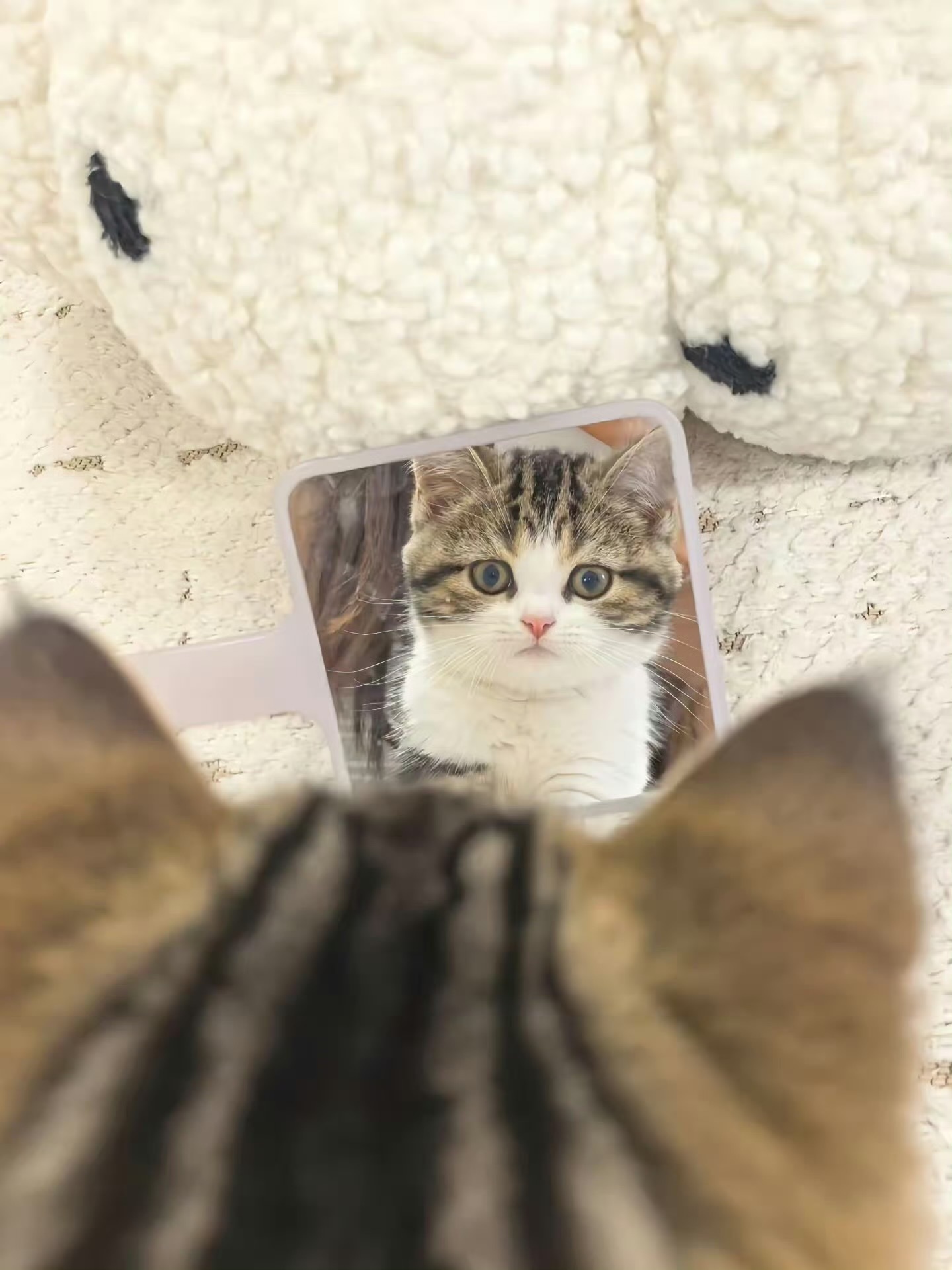 十月你好！原来，我是一只小猫🥺 ​​​