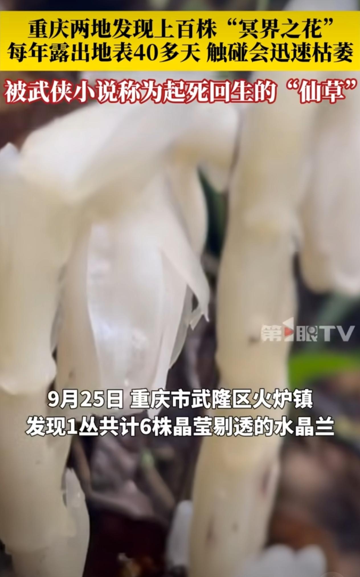 重庆多地惊现“冥界之花”水晶兰！
核心发现：2025年9月，重庆秀山、巫溪、武隆