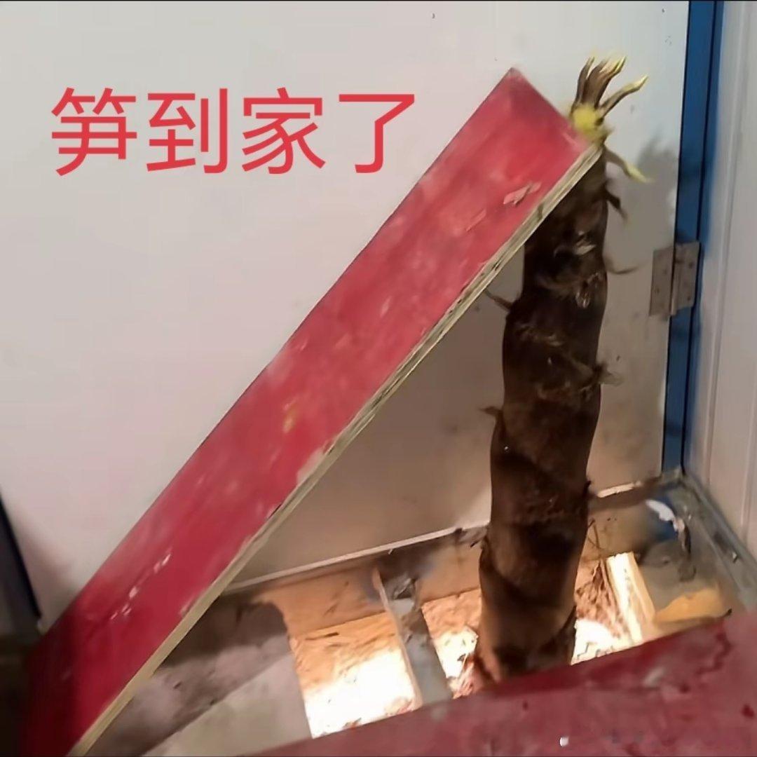 3214竹子的生长速度也太快了，笋到家了 