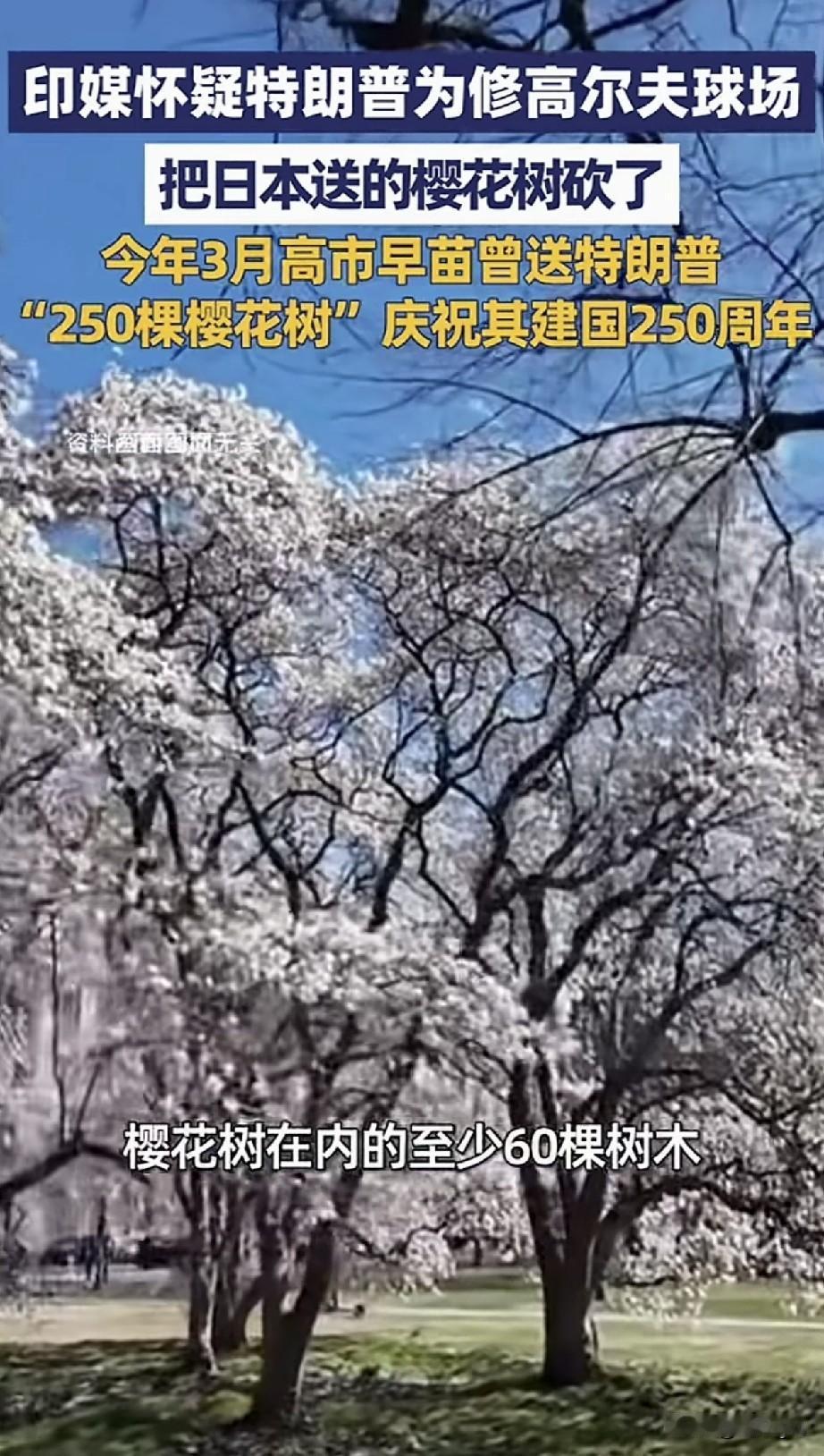 特朗普为修高尔夫球场把日本送的樱花树砍了，树龄已愈百年。8月30日，印媒报道，特