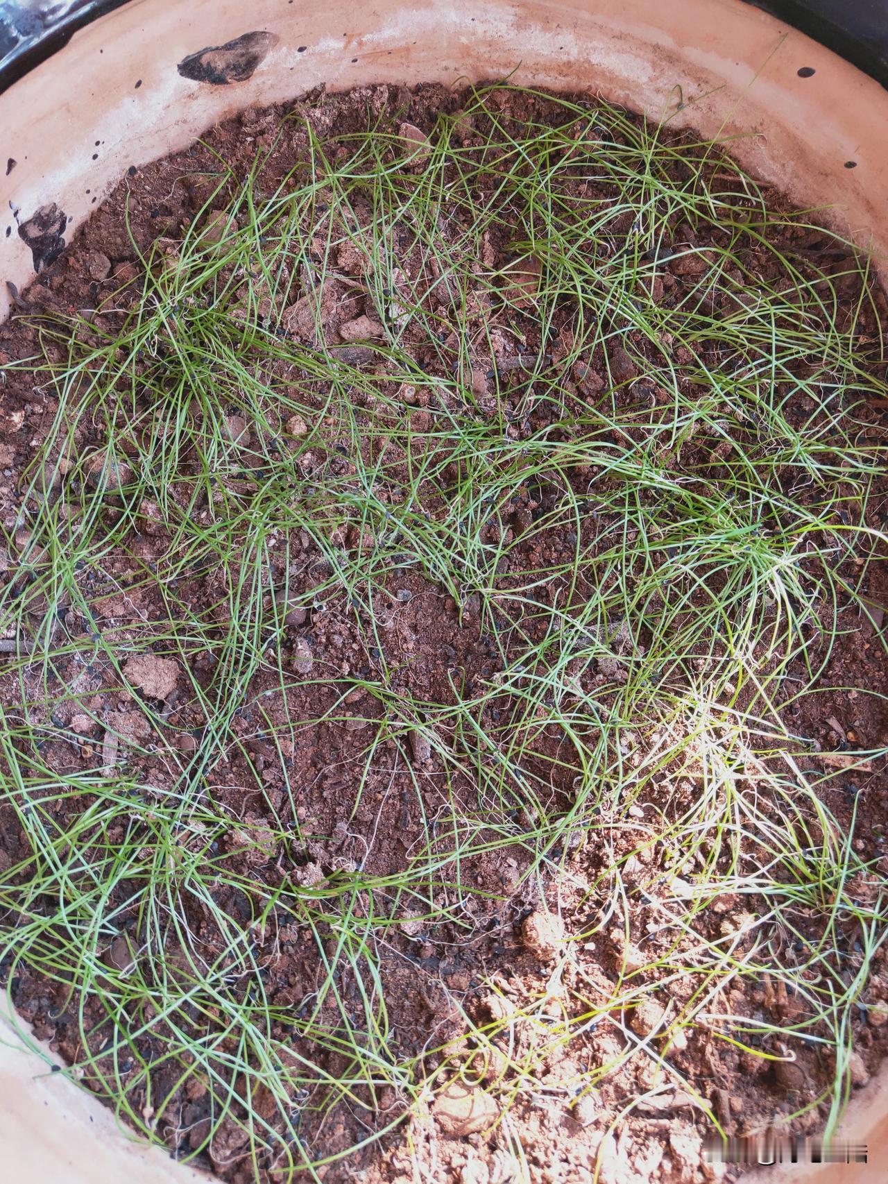 在线求助下网友[泪奔]
十月中的时候自己种了一波葱和菠菜
刚开始长势挺好
结果慢