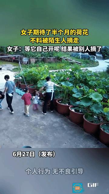这太过份了吧，我种过花也是有期待的，原来我种一月季带苞时一直期待盛开，又施肥修剪