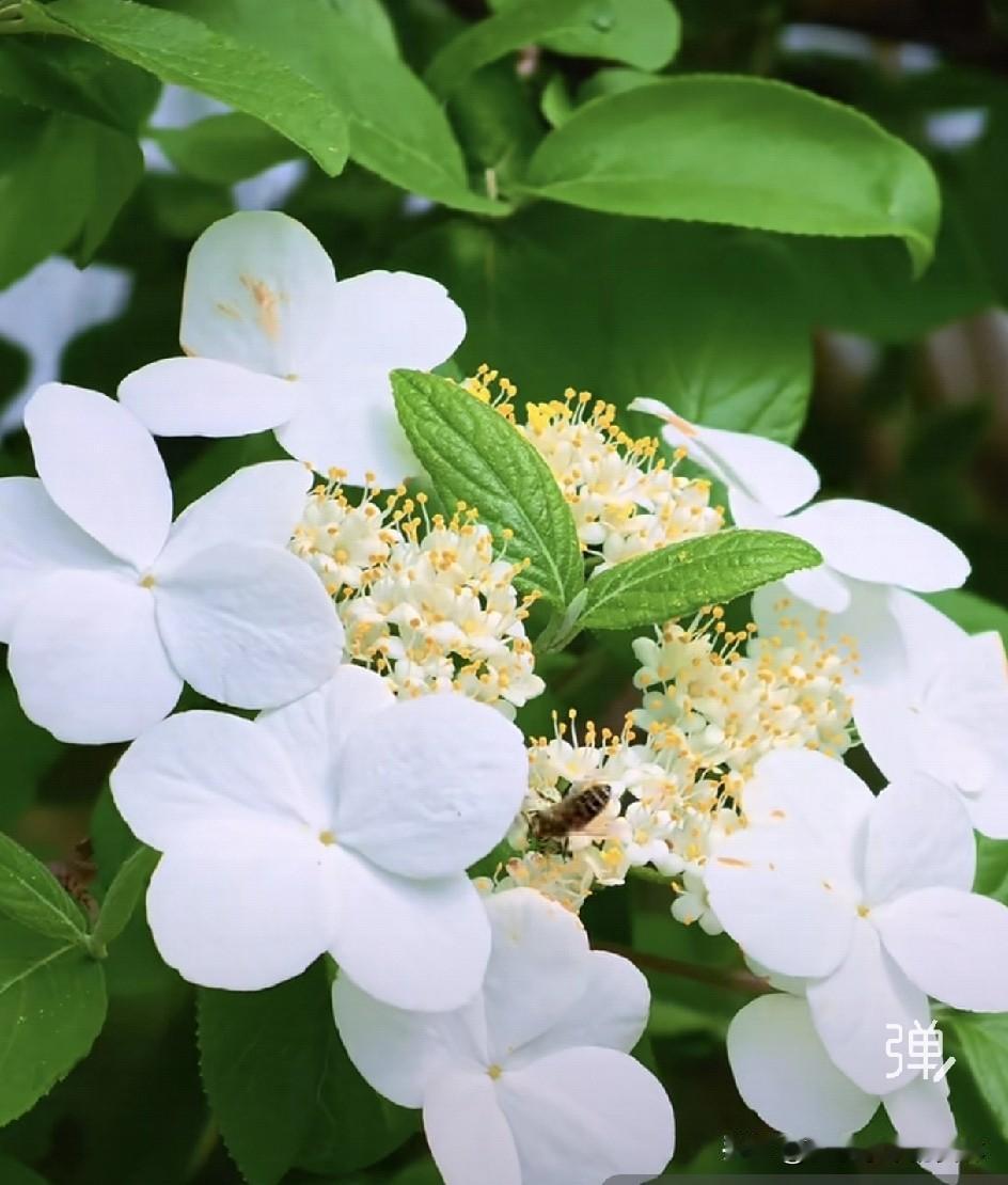 “玉树琼枝满园开”，“洁白全无一点瑕”，根据这些诗在扬州找琼花，常常会把两种花混