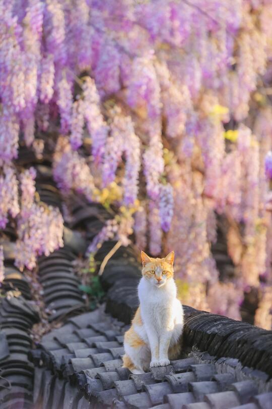 紫藤已花开如瀑