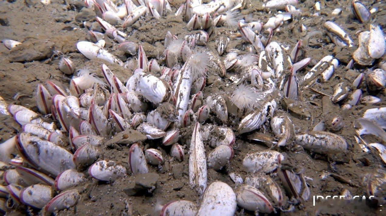 中国潜水器发现深海生命绿洲156天、4万多公里、63次下潜、50次超过6000米