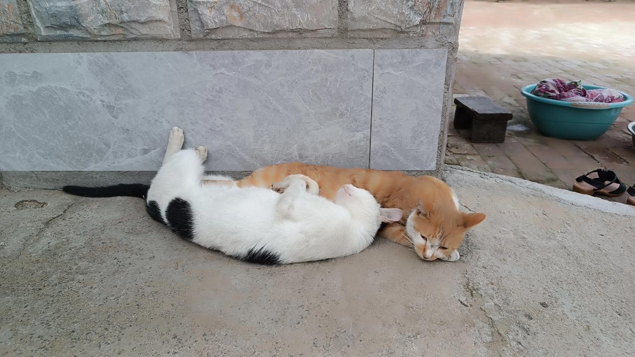 你两家伙连睡觉都相亲相爱，你侬我侬滴！猫咪的爱情貌似更纯洁，更忠贞。