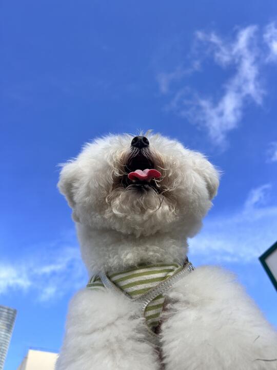 好久没见好朋狗们
