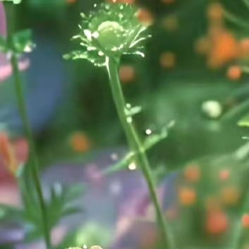 善良是一种美德，善良是一种远见，善良是一种自信，善良是一种精神力量，善良是一种以