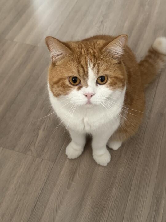 人 早上好 猫想吃零食
