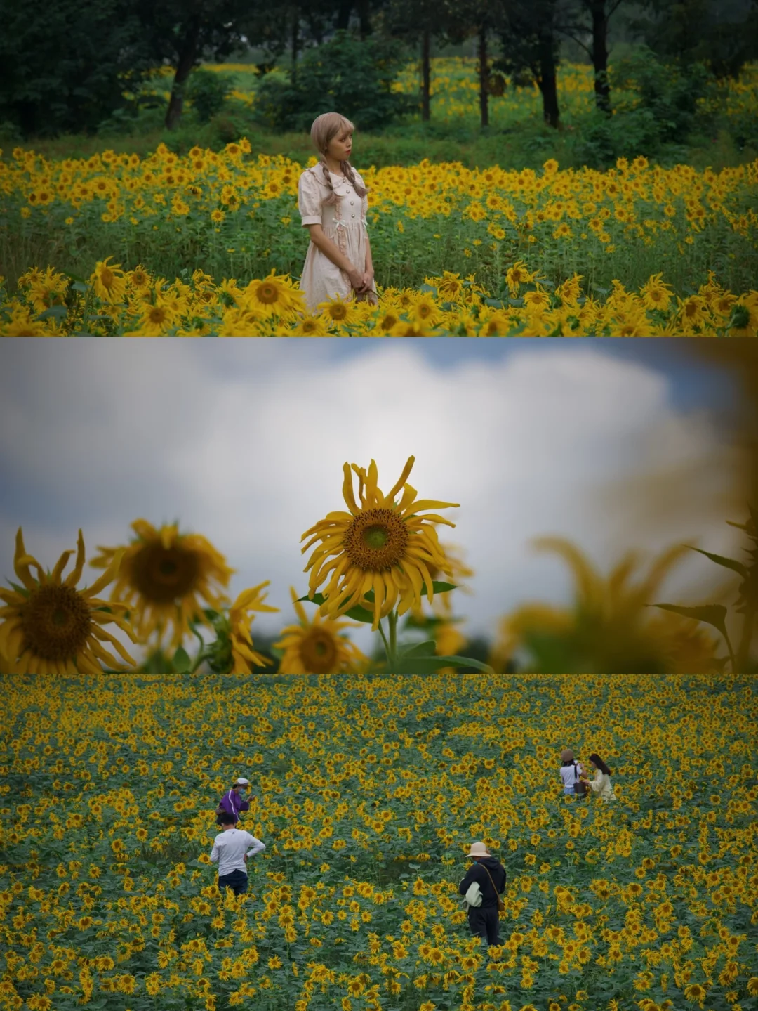 成都免费向日葵花海📸花海太大取景器装不下