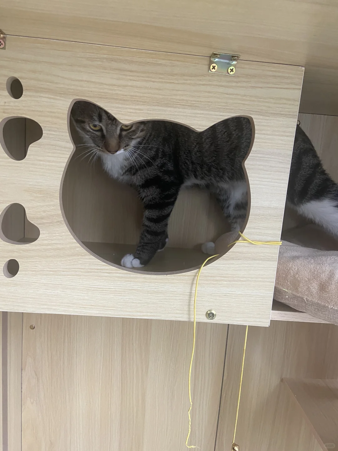 猫咪的一天