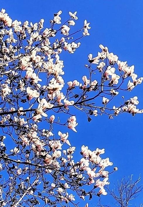 早春，这个品种的玉兰树率先绽放。高大的树上繁花似锦。春风吹过，数不清的花瓣如蝴蝶