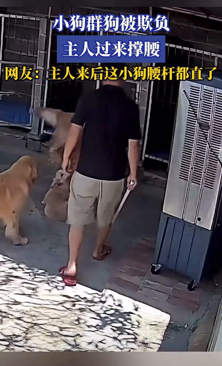 小狗群狗被欺负，主人过来撑腰。
网友：主人来后这小狗腰杆都直了。
7月6日，山西