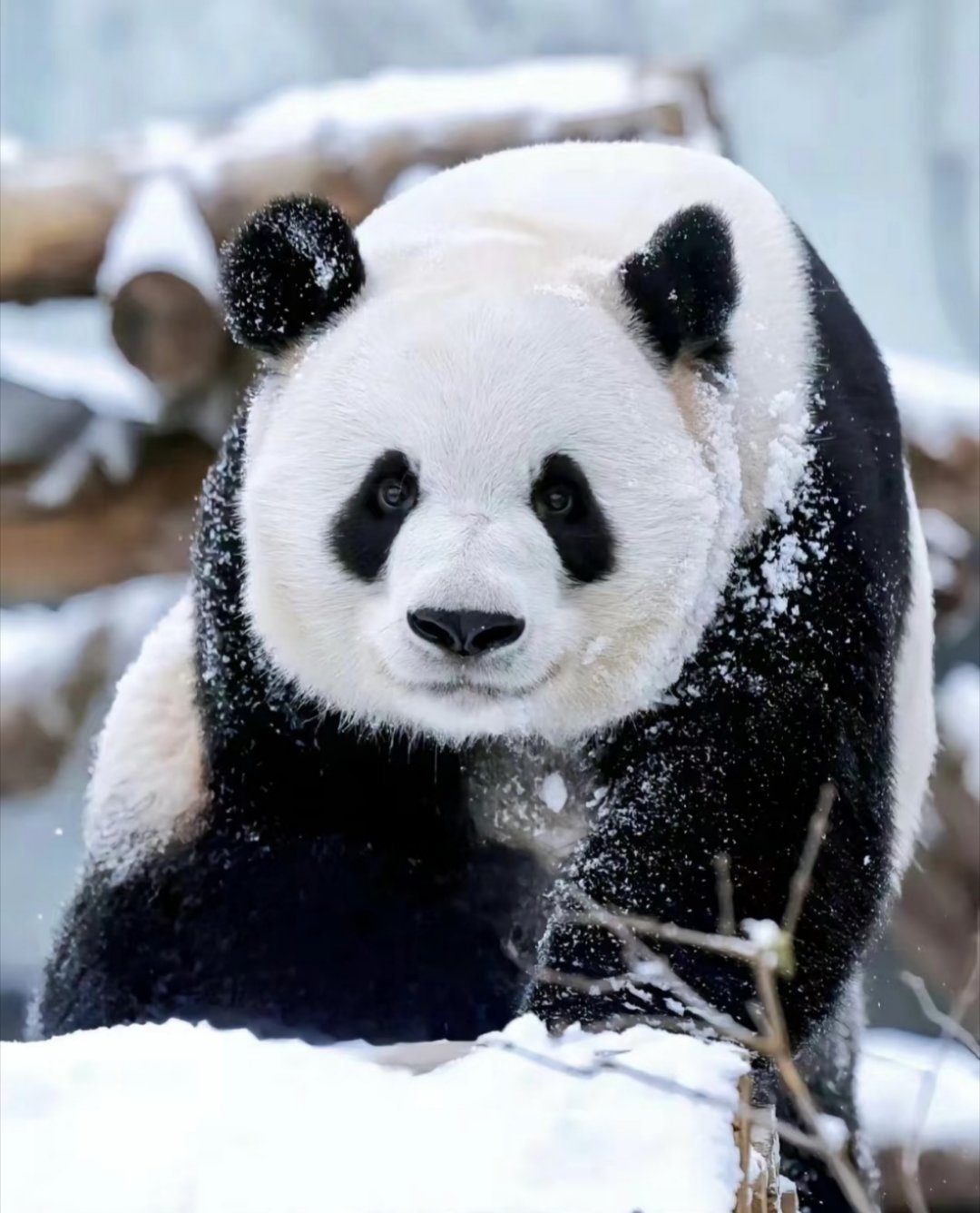 长沙下雪 [淡淡的]北京什么时候才下雪呢，雪中萌兰无敌美腻。陌上熊如玉，小熊世无