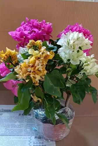 三角梅混栽能营造丰富层次，但需注意光照通风，合理控水施肥才好养。